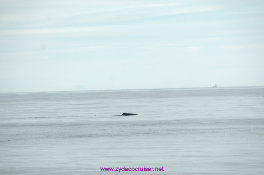 006: Carnival Miracle Alaska Cruise, Fun Day at Sea 1, Humpback Whale