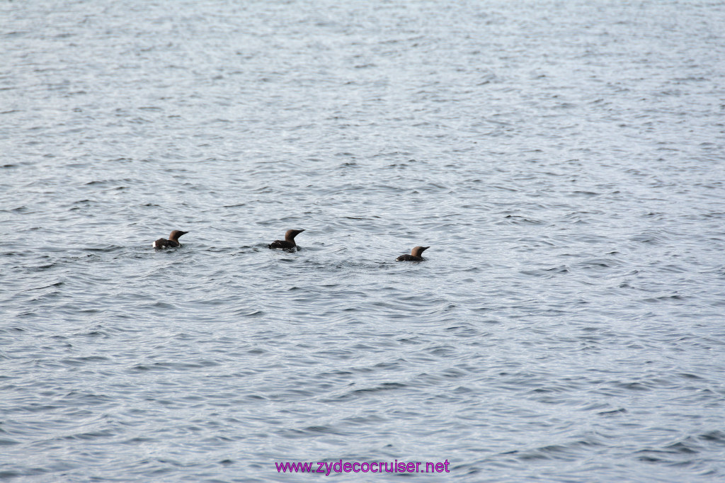 070: Carnival Miracle Alaska Cruise, Sitka, Jet Cat Wildlife Quest And Beach Exploration Excursion