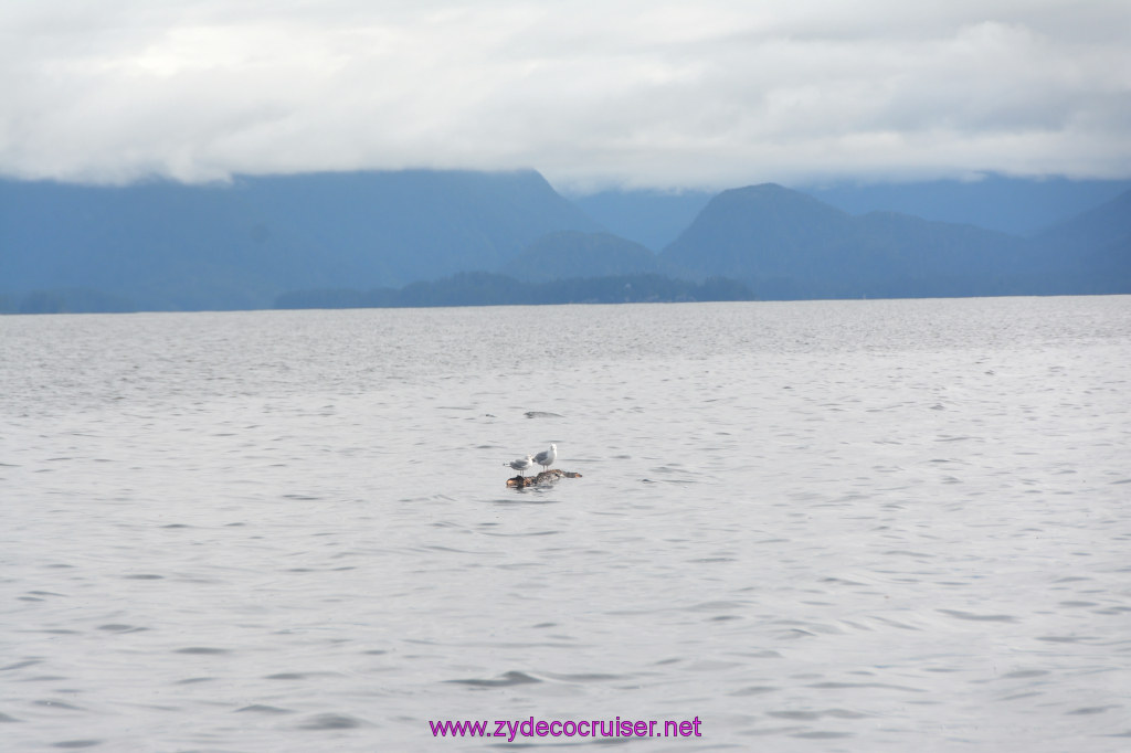 075: Carnival Miracle Alaska Cruise, Sitka, Jet Cat Wildlife Quest And Beach Exploration Excursion