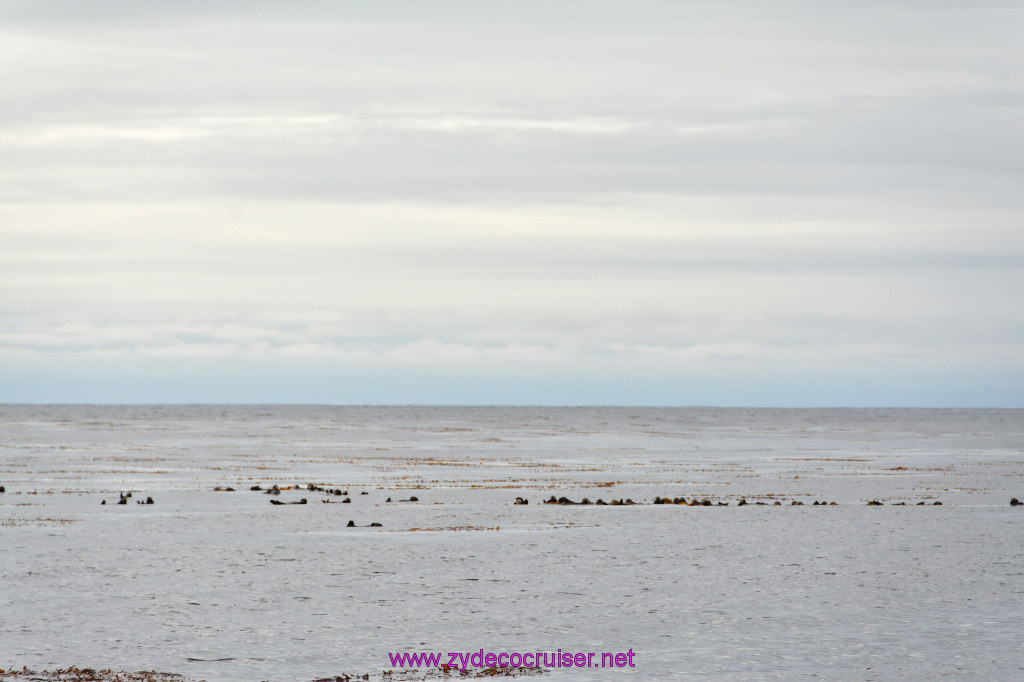 077: Carnival Miracle Alaska Cruise, Sitka, Jet Cat Wildlife Quest And Beach Exploration Excursion, Sea Otters