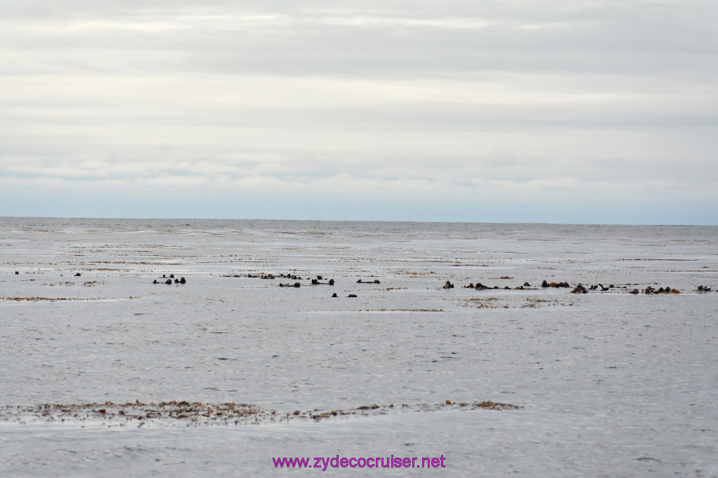 078: Carnival Miracle Alaska Cruise, Sitka, Jet Cat Wildlife Quest And Beach Exploration Excursion, Sea Otters