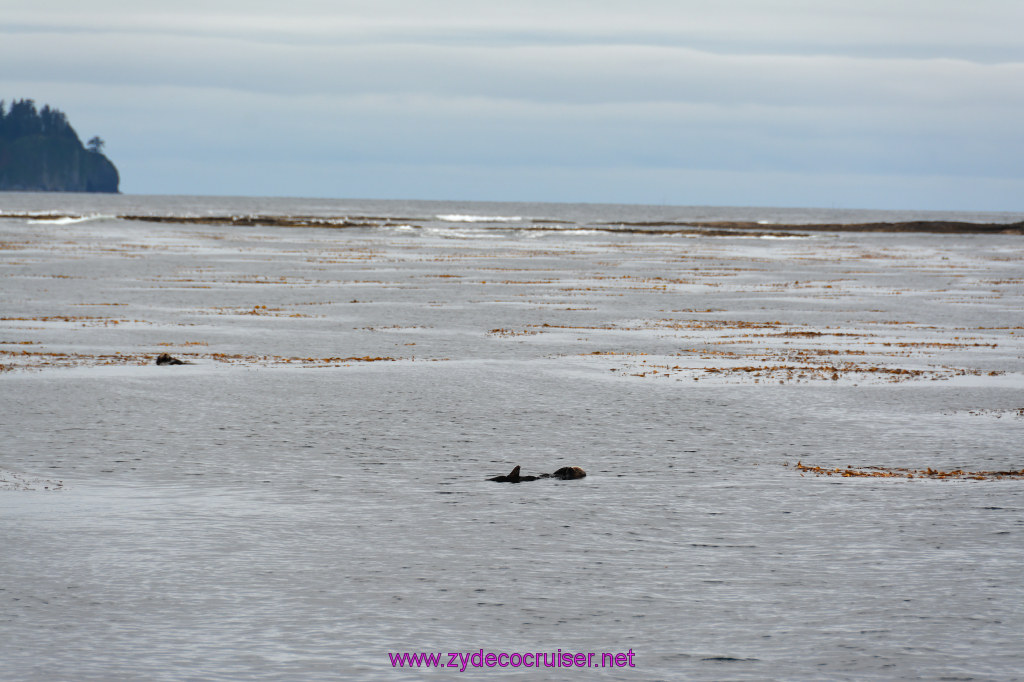 080: Carnival Miracle Alaska Cruise, Sitka, Jet Cat Wildlife Quest And Beach Exploration Excursion, Sea Otters