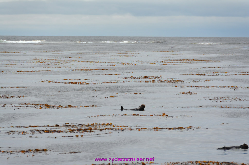 085: Carnival Miracle Alaska Cruise, Sitka, Jet Cat Wildlife Quest And Beach Exploration Excursion, Sea Otters