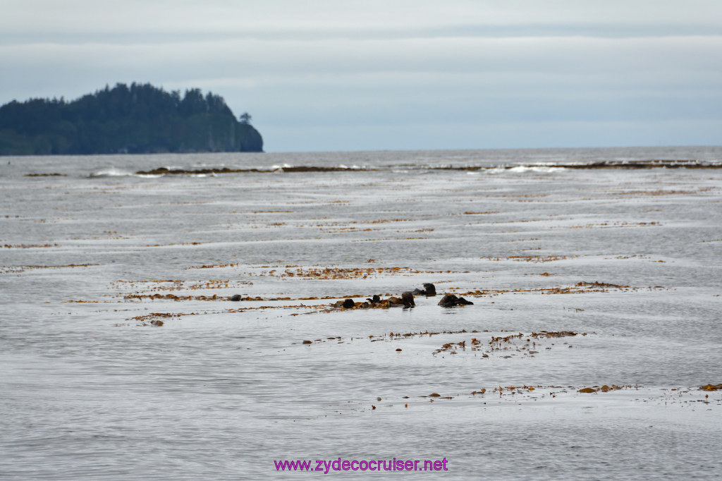 086: Carnival Miracle Alaska Cruise, Sitka, Jet Cat Wildlife Quest And Beach Exploration Excursion, Sea Otters