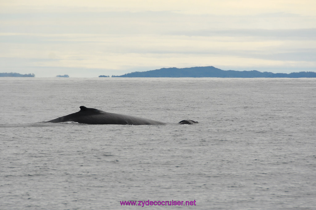 210: Carnival Miracle Alaska Cruise, Sitka, Jet Cat Wildlife Quest And Beach Exploration Excursion, 