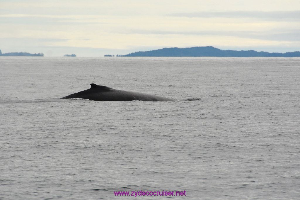 211: Carnival Miracle Alaska Cruise, Sitka, Jet Cat Wildlife Quest And Beach Exploration Excursion, 