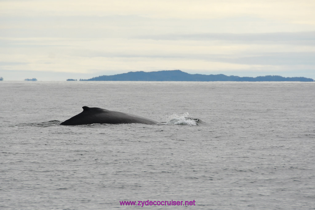 212: Carnival Miracle Alaska Cruise, Sitka, Jet Cat Wildlife Quest And Beach Exploration Excursion, 