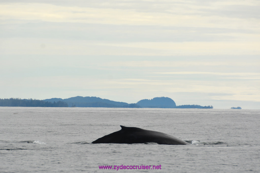 217: Carnival Miracle Alaska Cruise, Sitka, Jet Cat Wildlife Quest And Beach Exploration Excursion, 