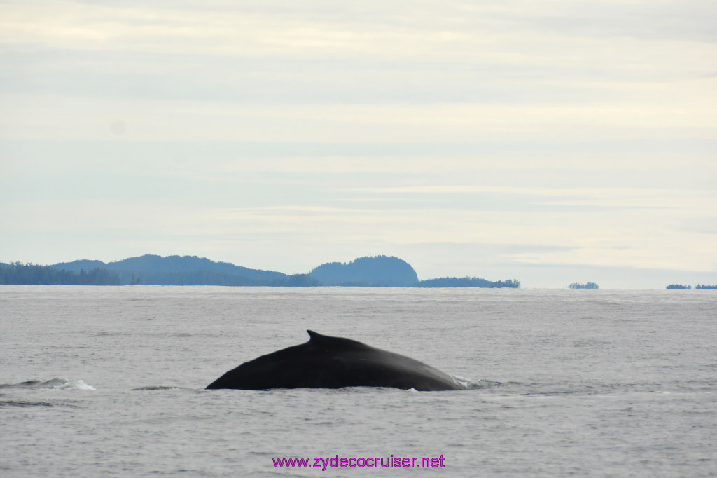 219: Carnival Miracle Alaska Cruise, Sitka, Jet Cat Wildlife Quest And Beach Exploration Excursion, 