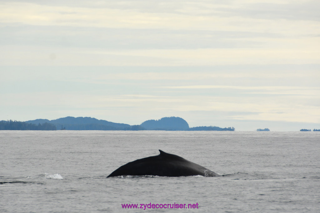 221: Carnival Miracle Alaska Cruise, Sitka, Jet Cat Wildlife Quest And Beach Exploration Excursion, 