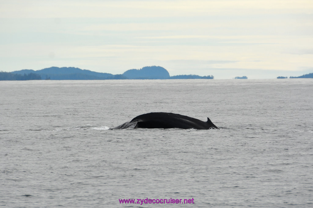 224: Carnival Miracle Alaska Cruise, Sitka, Jet Cat Wildlife Quest And Beach Exploration Excursion, 