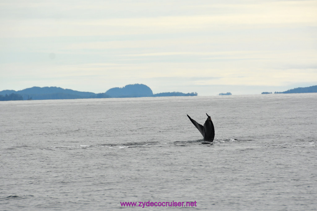 230: Carnival Miracle Alaska Cruise, Sitka, Jet Cat Wildlife Quest And Beach Exploration Excursion, 