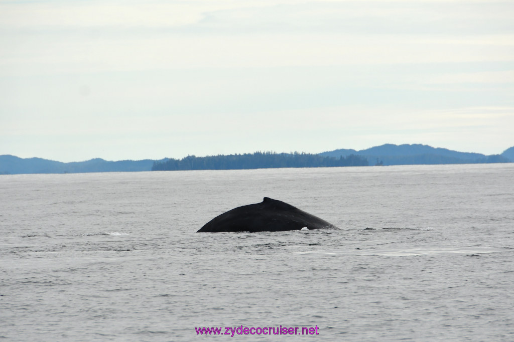 232: Carnival Miracle Alaska Cruise, Sitka, Jet Cat Wildlife Quest And Beach Exploration Excursion, 