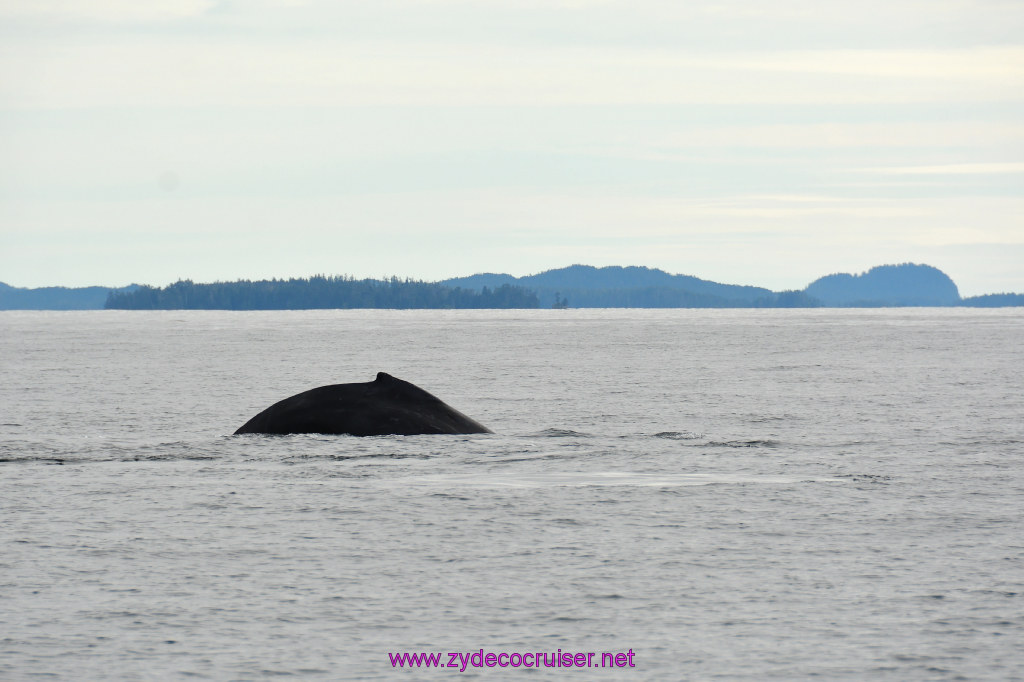 234: Carnival Miracle Alaska Cruise, Sitka, Jet Cat Wildlife Quest And Beach Exploration Excursion, 