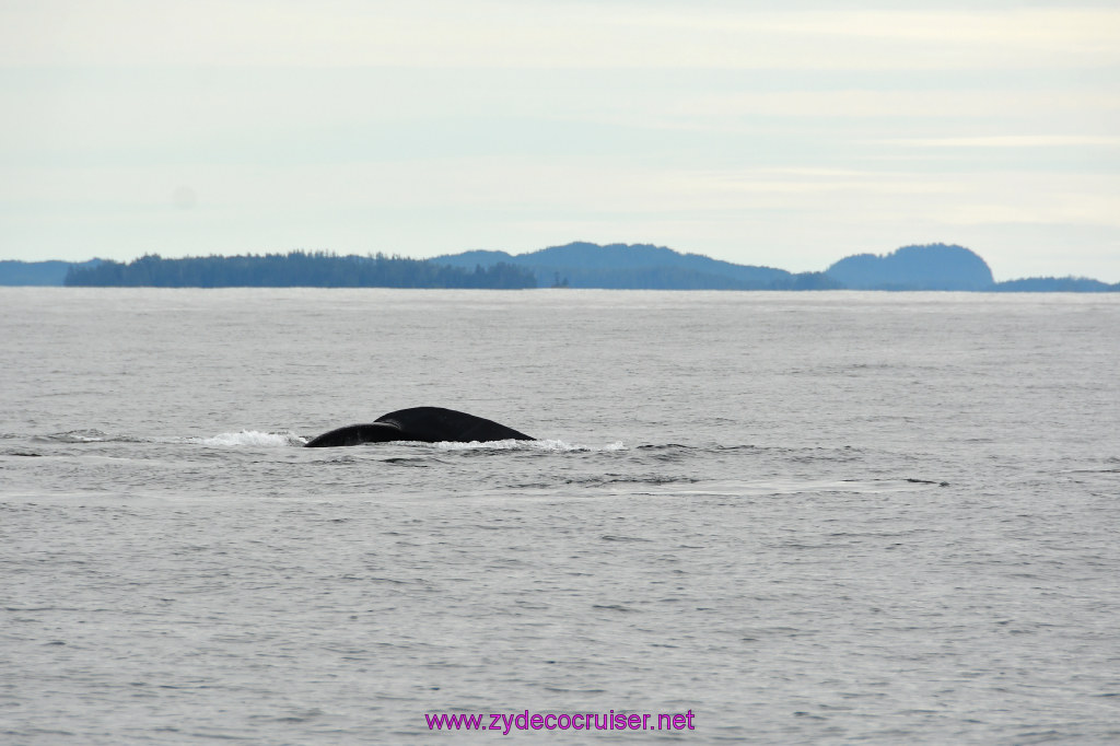 237: Carnival Miracle Alaska Cruise, Sitka, Jet Cat Wildlife Quest And Beach Exploration Excursion, 