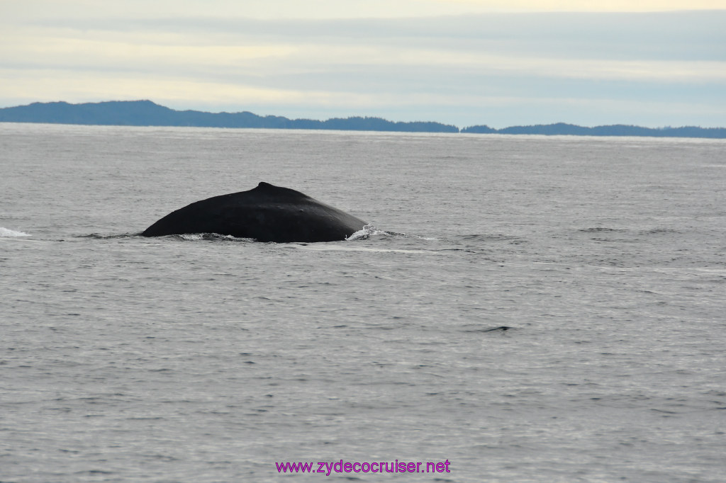 244: Carnival Miracle Alaska Cruise, Sitka, Jet Cat Wildlife Quest And Beach Exploration Excursion, 