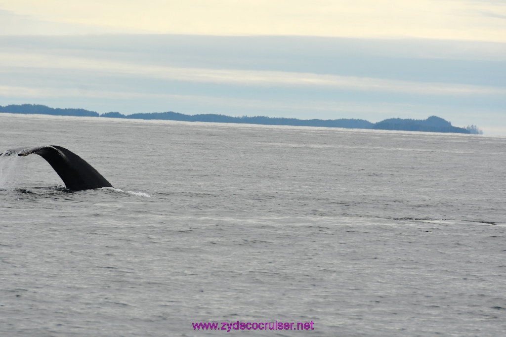 251: Carnival Miracle Alaska Cruise, Sitka, Jet Cat Wildlife Quest And Beach Exploration Excursion, 