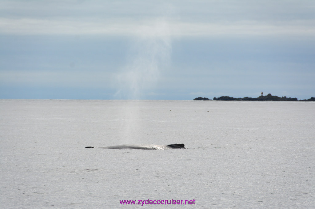 331f: Carnival Miracle Alaska Cruise, Sitka, Jet Cat Wildlife Quest And Beach Exploration Excursion, 