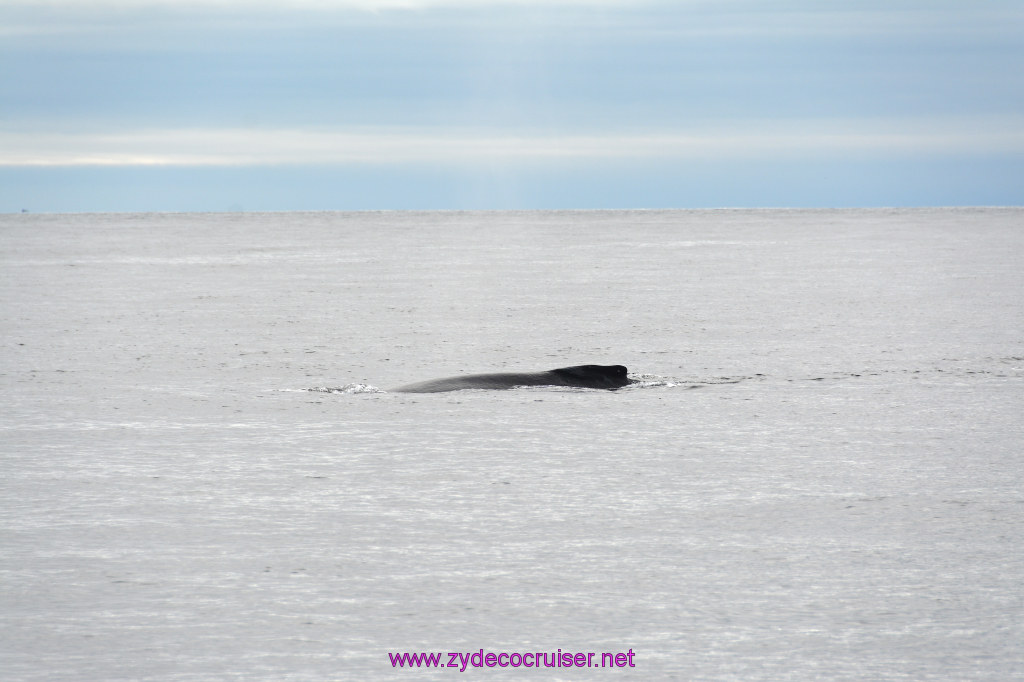 331h: Carnival Miracle Alaska Cruise, Sitka, Jet Cat Wildlife Quest And Beach Exploration Excursion, 
