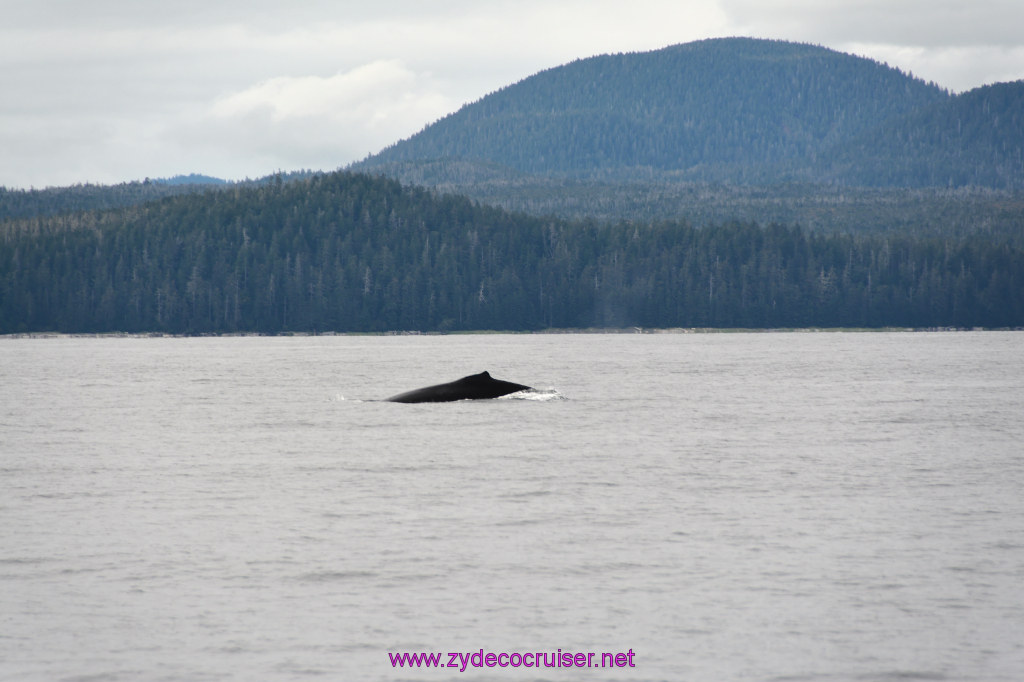 347: Carnival Miracle Alaska Cruise, Sitka, Jet Cat Wildlife Quest And Beach Exploration Excursion, 