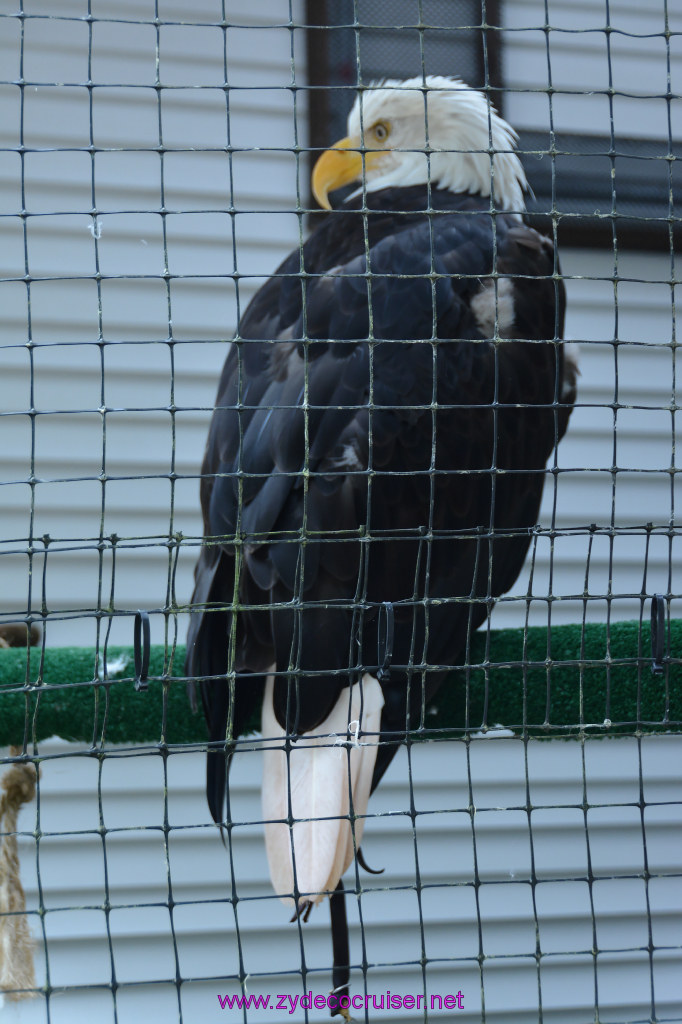 454: Carnival Miracle Alaska Cruise, Sitka, Raptor Center, 