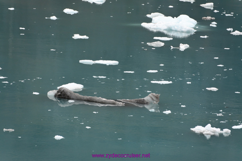 129: Carnival Miracle Alaska Cruise, Glacier Bay, 