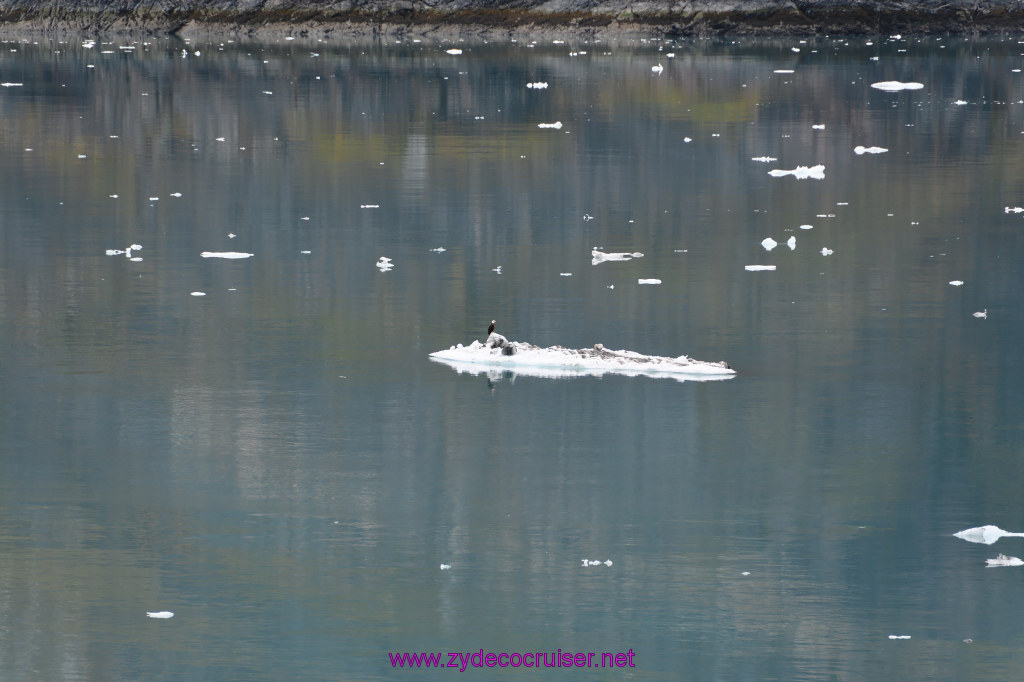 212: Carnival Miracle Alaska Cruise, Glacier Bay, 