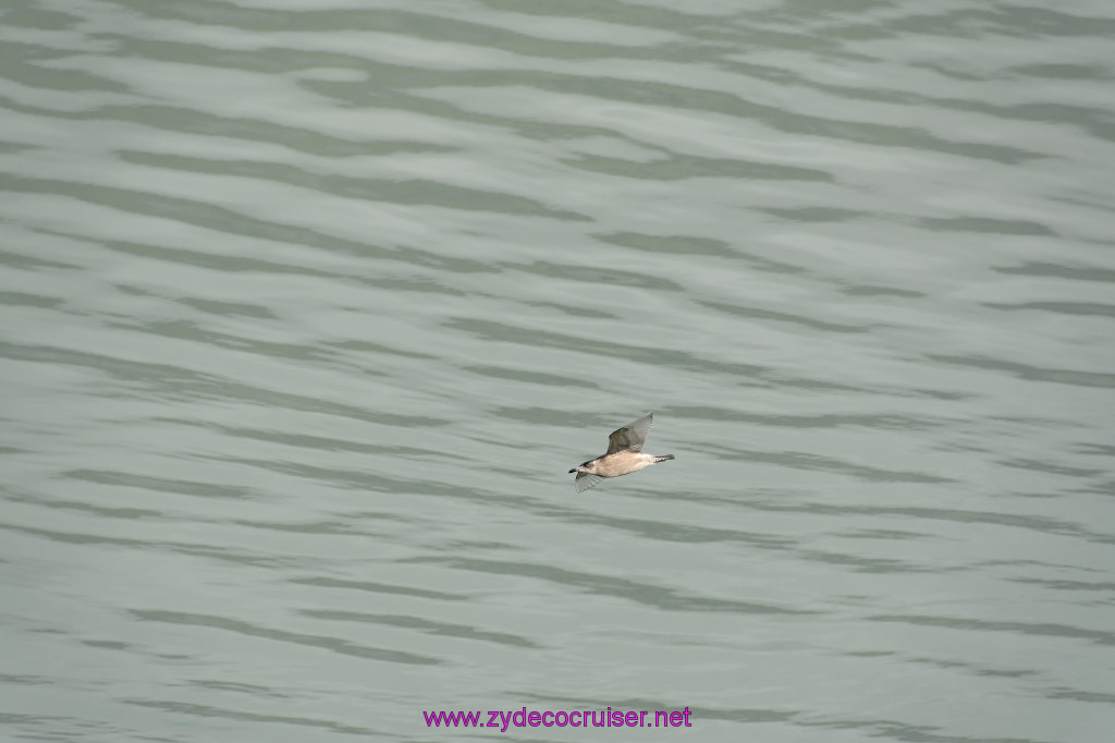 347: Carnival Miracle Alaska Cruise, Glacier Bay, 