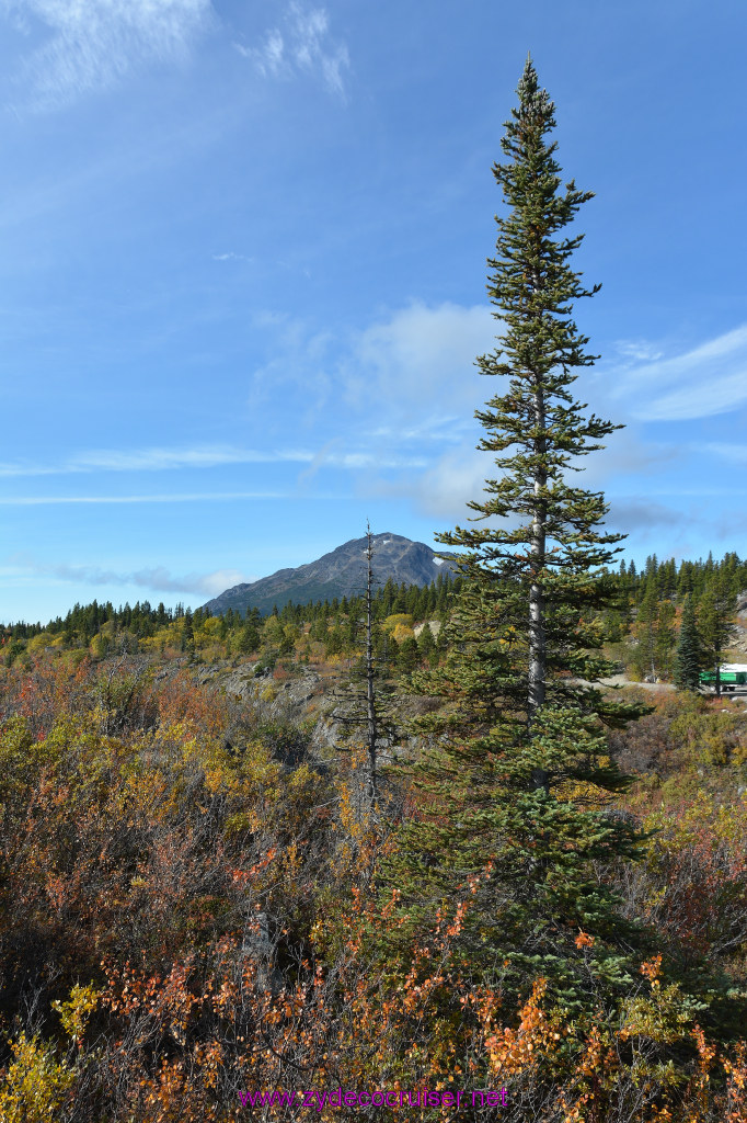 173: Carnival Miracle Alaska Cruise, Skagway, Klondike Summit, Suspension Bride, and Salmon Bake
