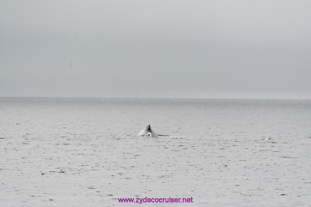 171: Carnival Miracle Alaska Cruise, Juneau, Harv and Marv's Whale Watching, 