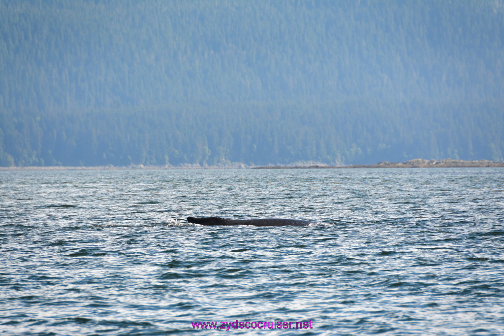 210: Carnival Miracle Alaska Cruise, Juneau, Harv and Marv's Whale Watching, 