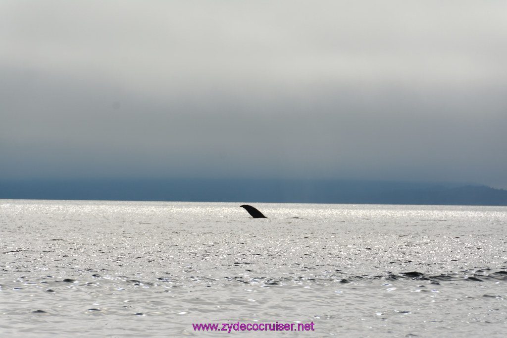 273: Carnival Miracle Alaska Cruise, Juneau, Harv and Marv's Whale Watching, 