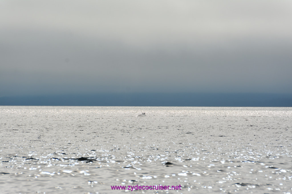 280: Carnival Miracle Alaska Cruise, Juneau, Harv and Marv's Whale Watching, 