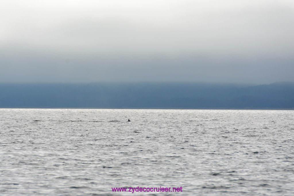 312: Carnival Miracle Alaska Cruise, Juneau, Harv and Marv's Whale Watching, 