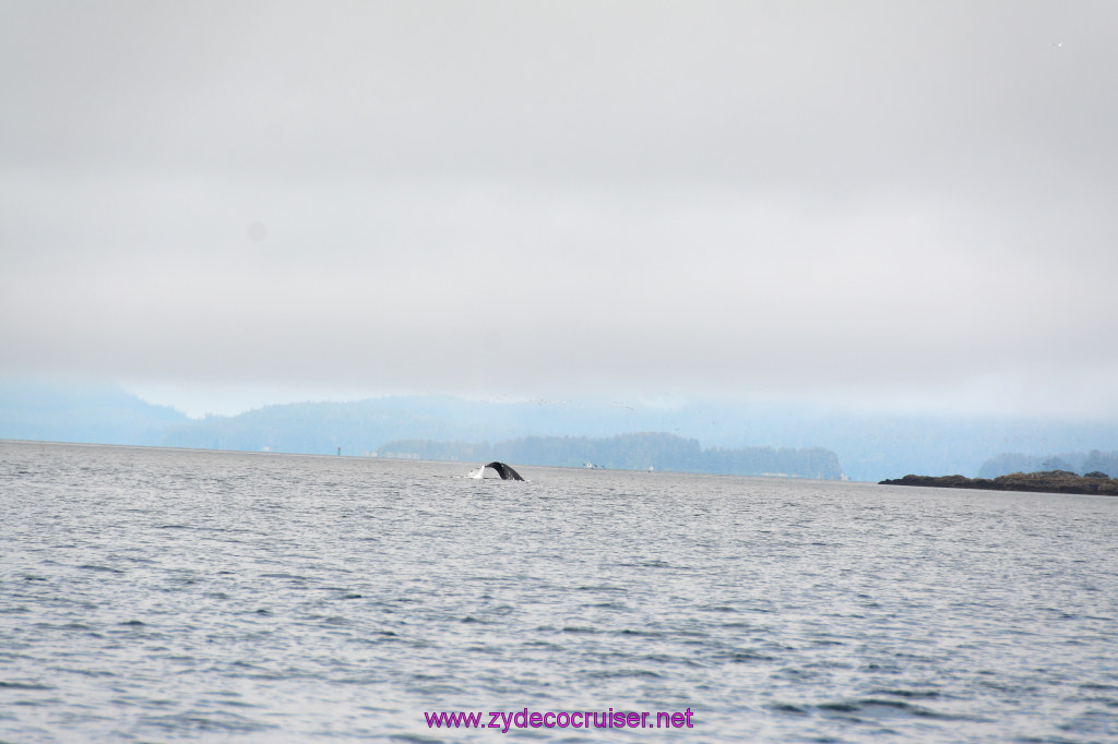 319: Carnival Miracle Alaska Cruise, Juneau, Harv and Marv's Whale Watching, 