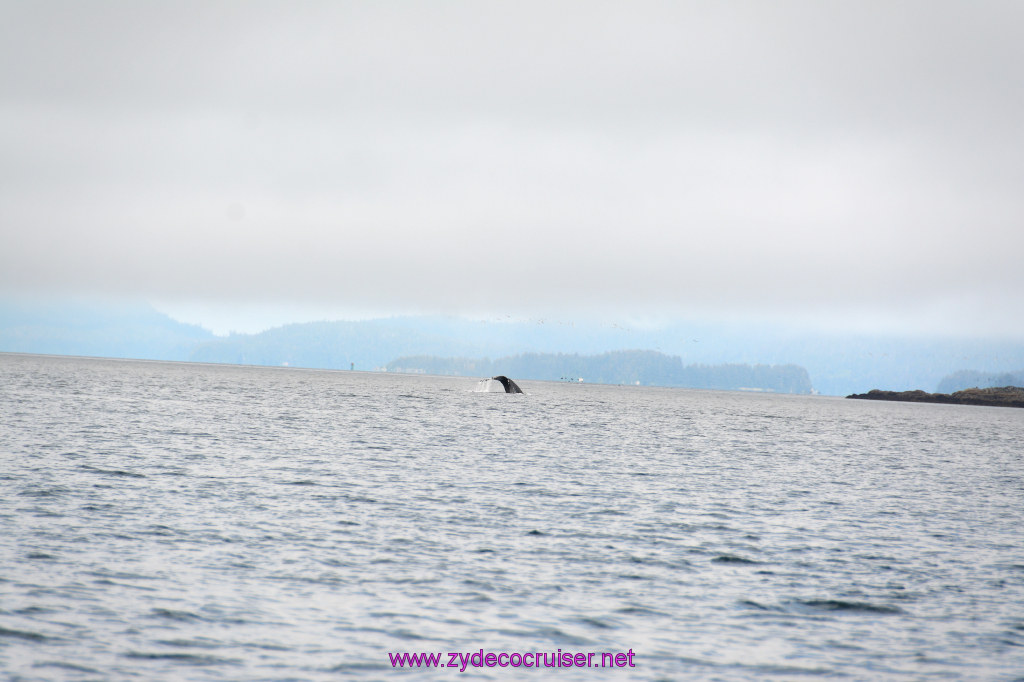 320: Carnival Miracle Alaska Cruise, Juneau, Harv and Marv's Whale Watching, 