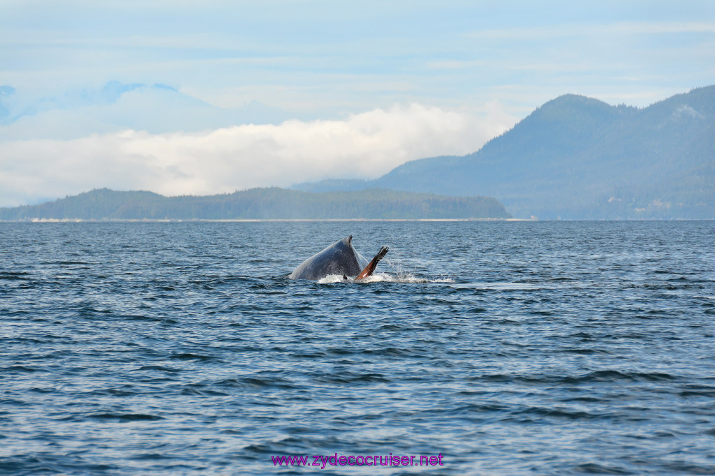 436: Carnival Miracle Alaska Cruise, Juneau, Harv and Marv's Whale Watching, 