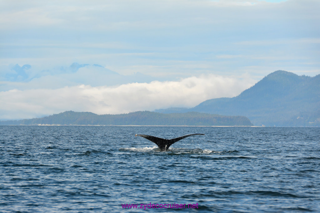 441: Carnival Miracle Alaska Cruise, Juneau, Harv and Marv's Whale Watching, 