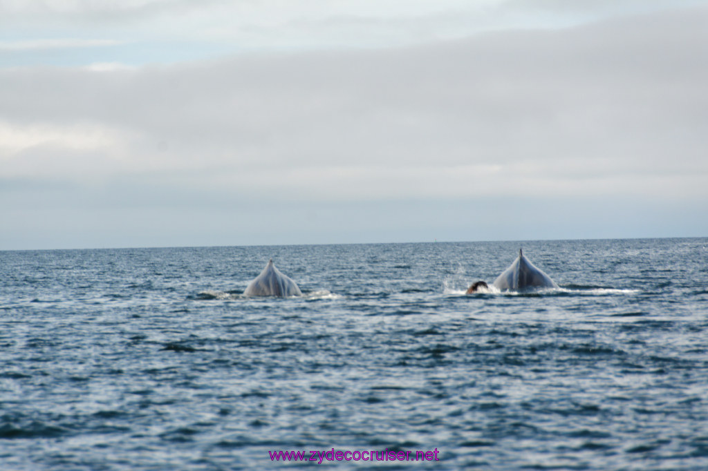 442: Carnival Miracle Alaska Cruise, Juneau, Harv and Marv's Whale Watching, 