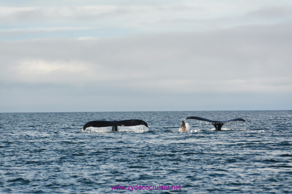 448: Carnival Miracle Alaska Cruise, Juneau, Harv and Marv's Whale Watching, 