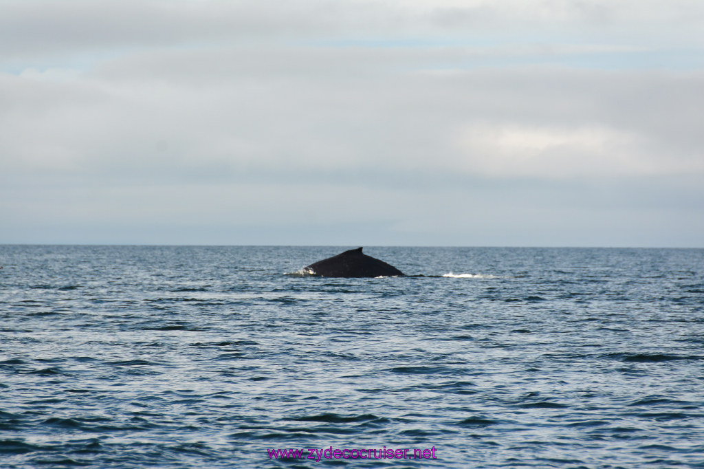 449: Carnival Miracle Alaska Cruise, Juneau, Harv and Marv's Whale Watching, 