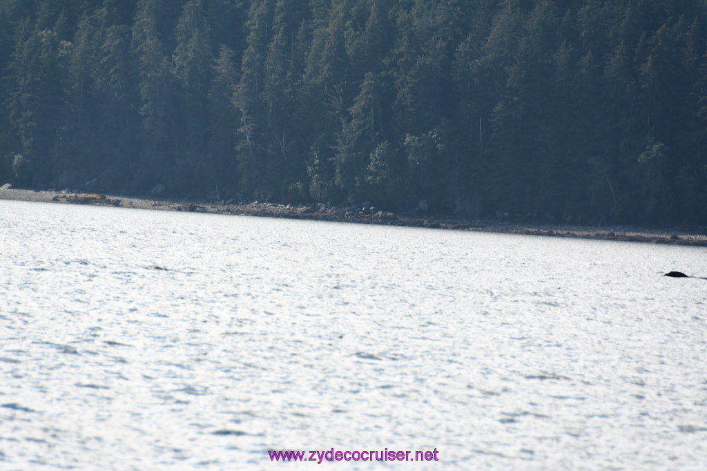 484: Carnival Miracle Alaska Cruise, Juneau, Harv and Marv's Whale Watching, 
