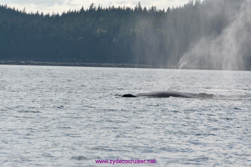 492: Carnival Miracle Alaska Cruise, Juneau, Harv and Marv's Whale Watching, 