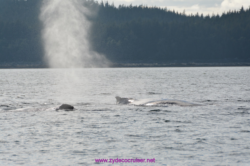 508: Carnival Miracle Alaska Cruise, Juneau, Harv and Marv's Whale Watching, 