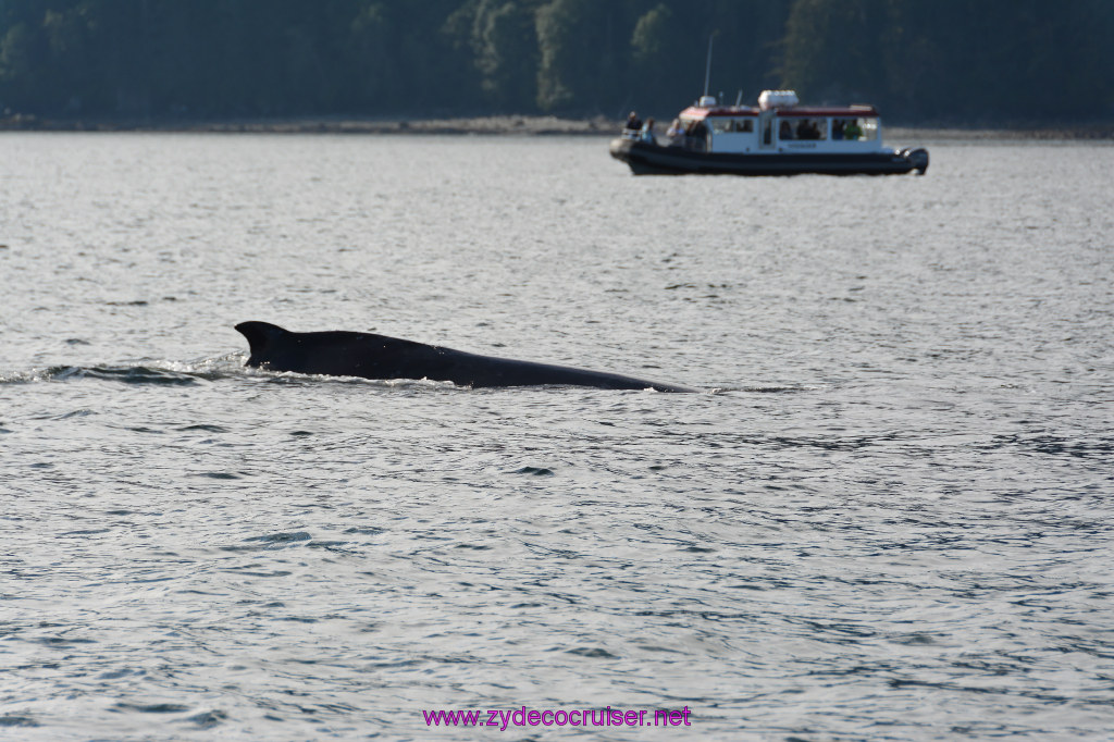 535: Carnival Miracle Alaska Cruise, Juneau, Harv and Marv's Whale Watching, 