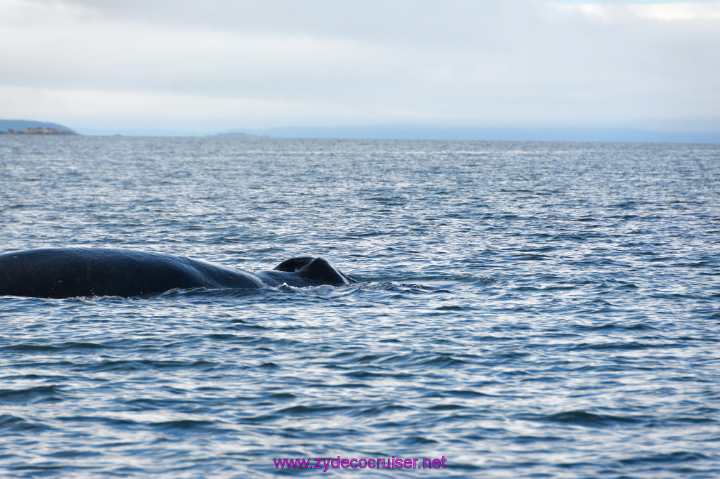 550: Carnival Miracle Alaska Cruise, Juneau, Harv and Marv's Whale Watching, 