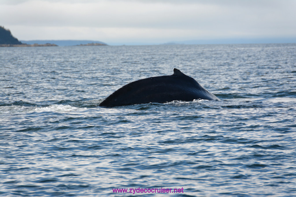 553: Carnival Miracle Alaska Cruise, Juneau, Harv and Marv's Whale Watching, 