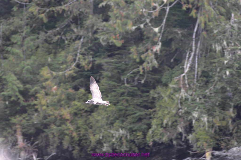 164: Carnival Miracle Alaska Cruise, Ketchikan, Bering Sea Crab Fisherman's Tour, 