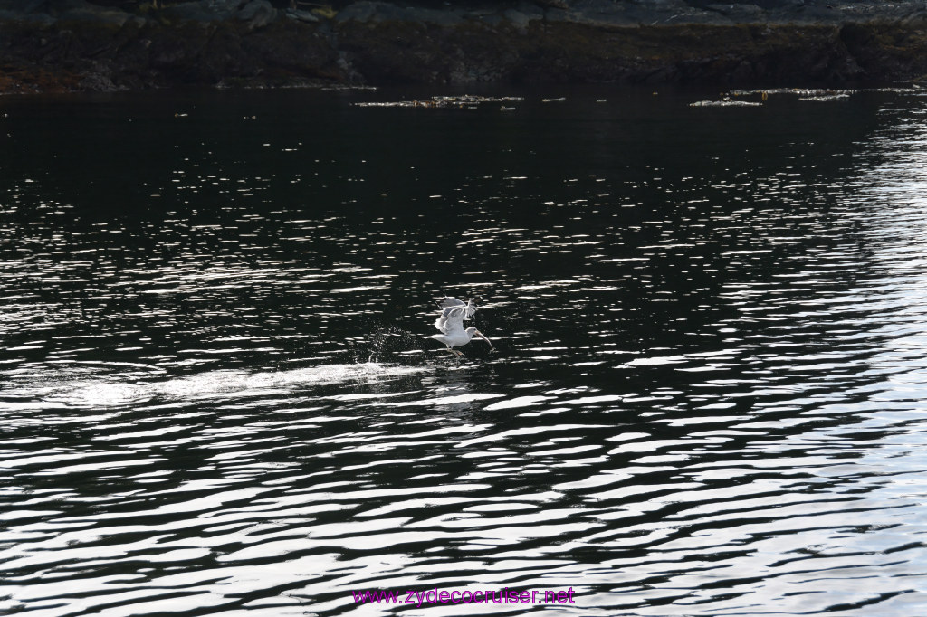 182: Carnival Miracle Alaska Cruise, Ketchikan, Bering Sea Crab Fisherman's Tour, 