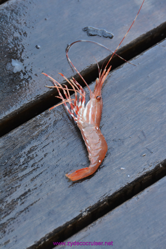 380: Carnival Miracle Alaska Cruise, Ketchikan, Bering Sea Crab Fisherman's Tour, 